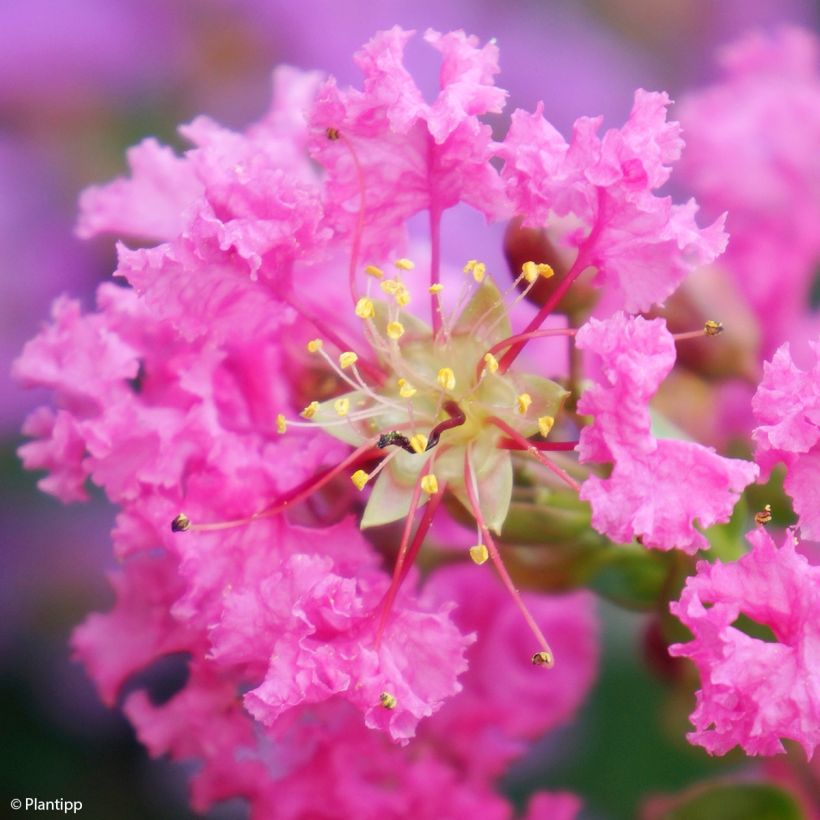 Árvore-de-júpiter Girl With Love - Lagerstroemia indica (Floração)