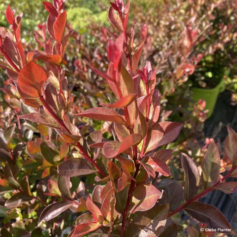 Árvore-de-júpiter Gourmet Choco Pink - Lagerstroemia indica (Folhagem)