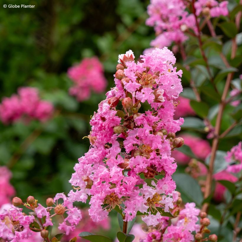 Árvore-de-júpiter Gourmet Choco Pink - Lagerstroemia indica (Floração)