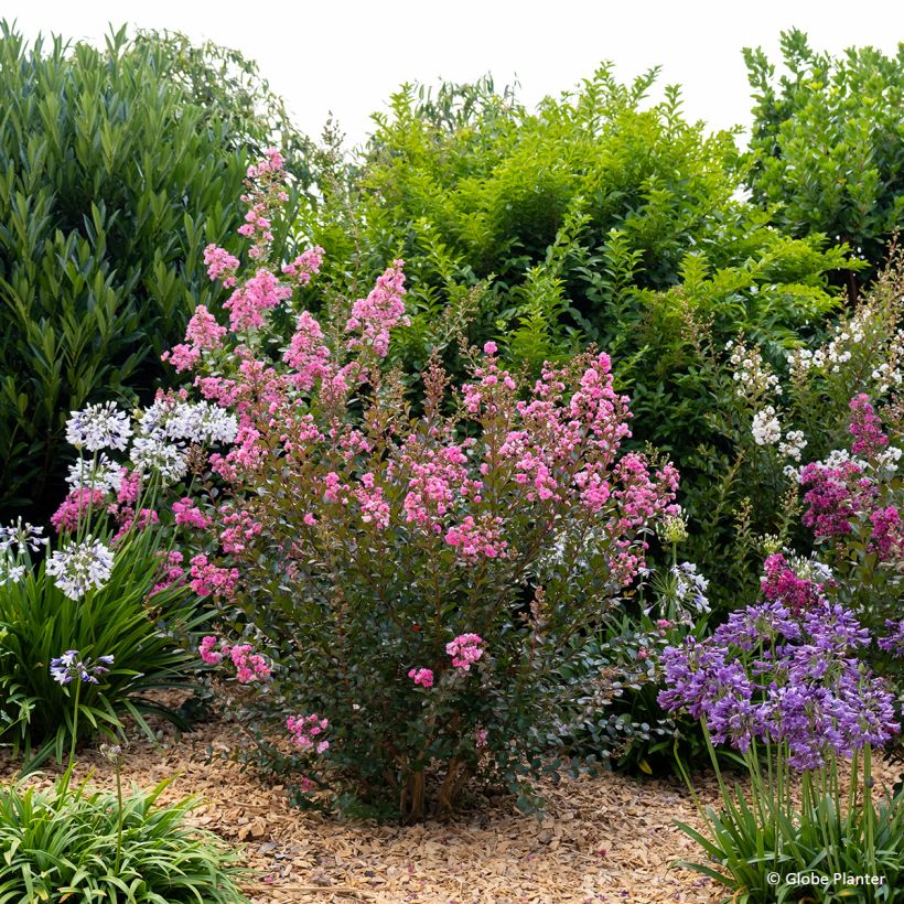 Árvore-de-júpiter Gourmet Choco Pink - Lagerstroemia indica (Hábito)