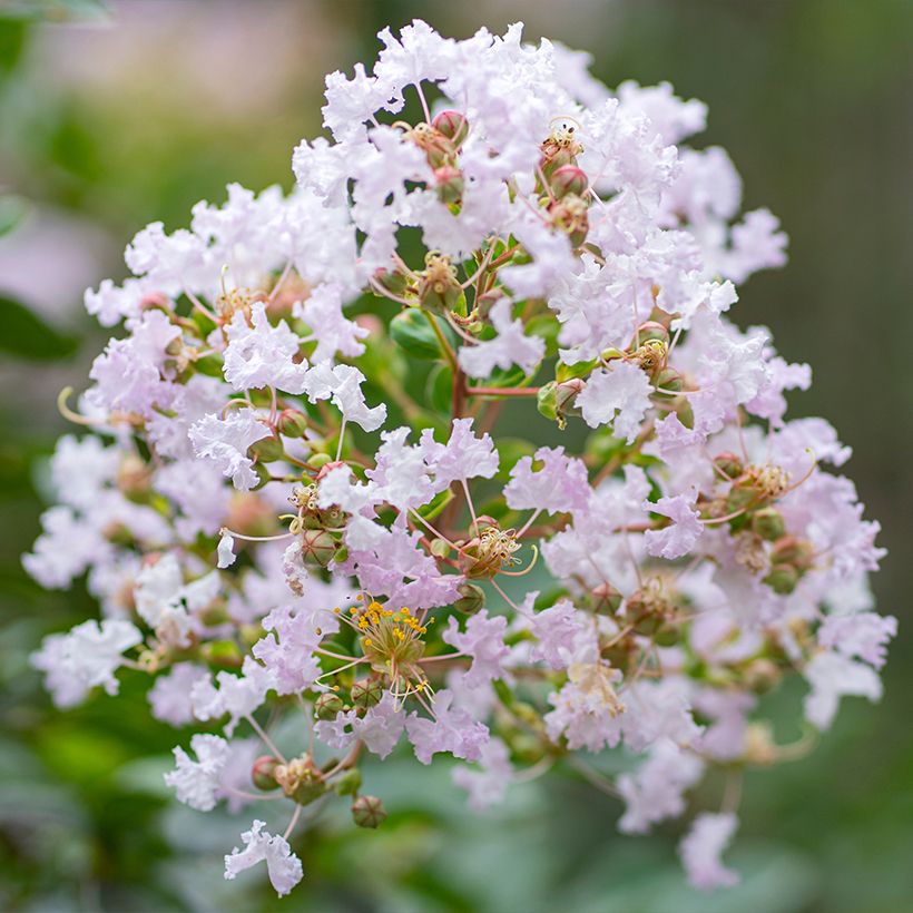 Árvore-de-júpiter La Fayette - Lagerstroemia indica (Floração)