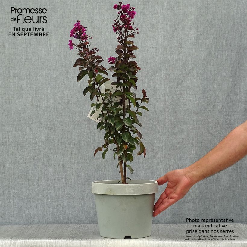Amostra de Árvore-de-júpiter Rhapsody In Blue - Lagerstroemia indica Vaso de 7,5 L/10 L, Arbusto tal como entregue no outono