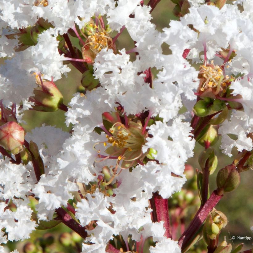 Árvore-de-júpiter Virgin With Love - Lagerstroemia indica (Floração)