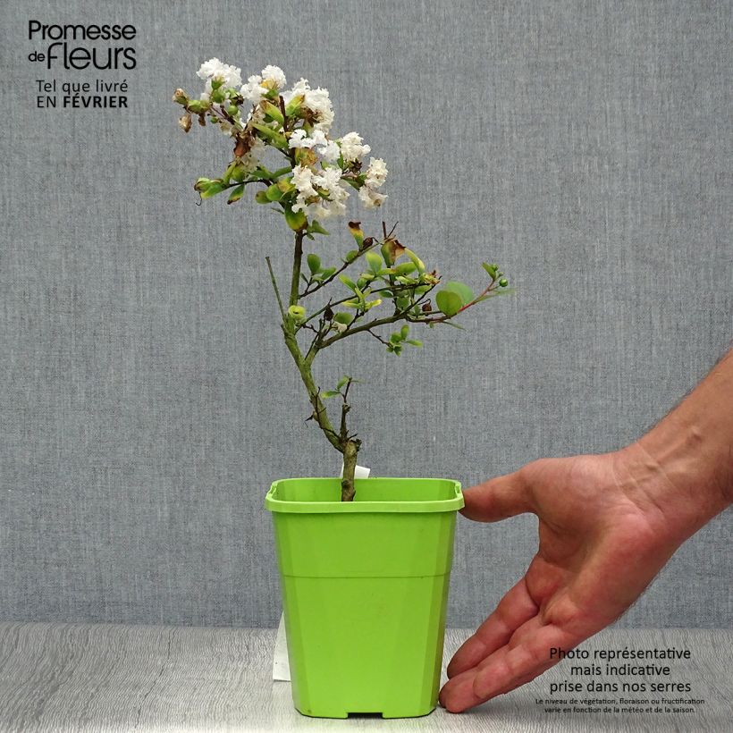 Amostra de Árvore-de-júpiter Virgin With Love - Lagerstroemia indica Vaso de 3 L/4 L tal como entregue no outono
