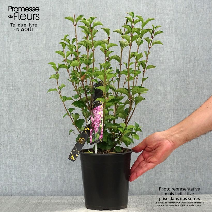 Amostra de Syringa meyeri Flowerfesta Pink Vaso de 3 L/4 L tal como entregue no verão