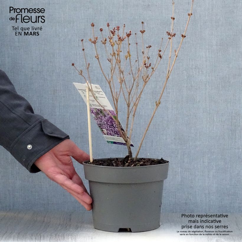 Amostra de Syringa meyeri Flowerfesta Purple Vaso de 3 L/4 L tal como entregue na primavera
