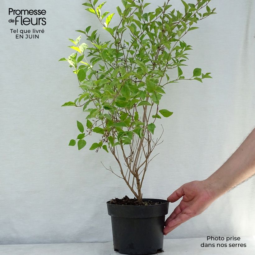 Amostra de Syringa meyeri Flowerfesta White Vaso de 3 L/4 L tal como entregue no verão