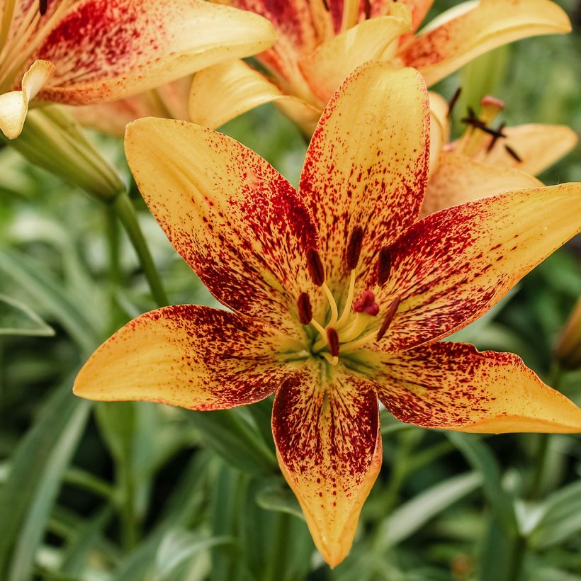 Lírio oriental Tribal Dance (Floração)