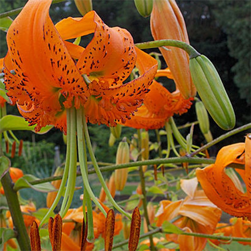 Lírio-de-Henry  - Lilium henryi (Floração)