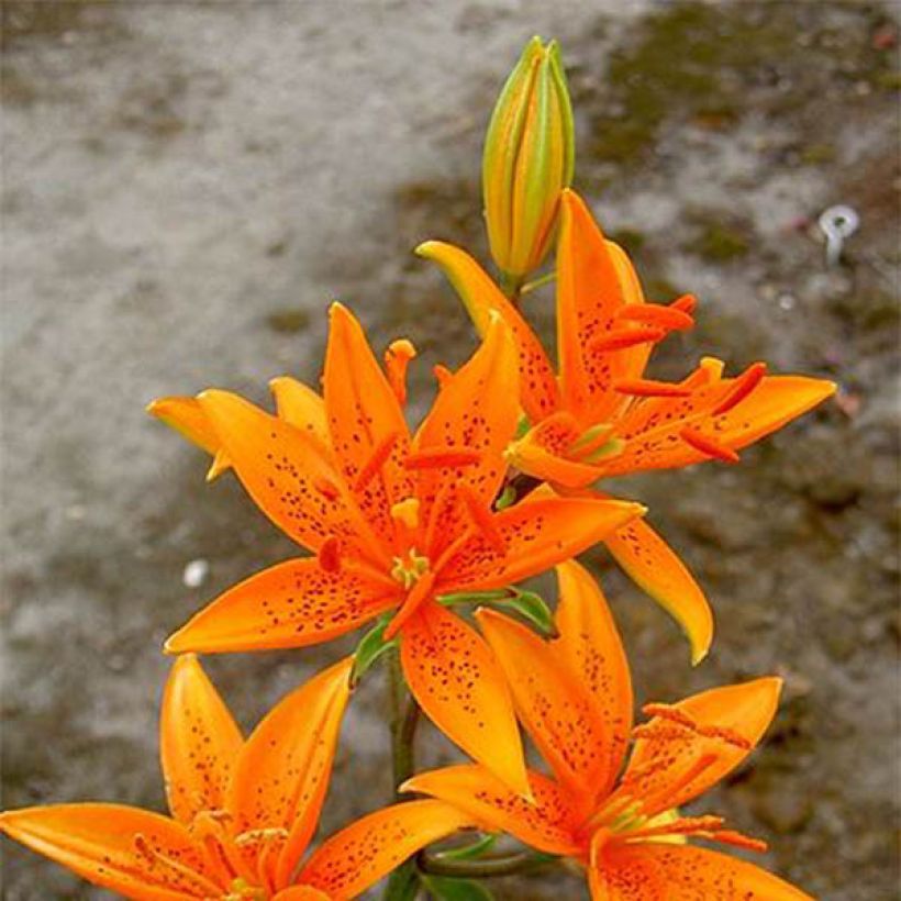 Lilium tsingtauense (Floração)