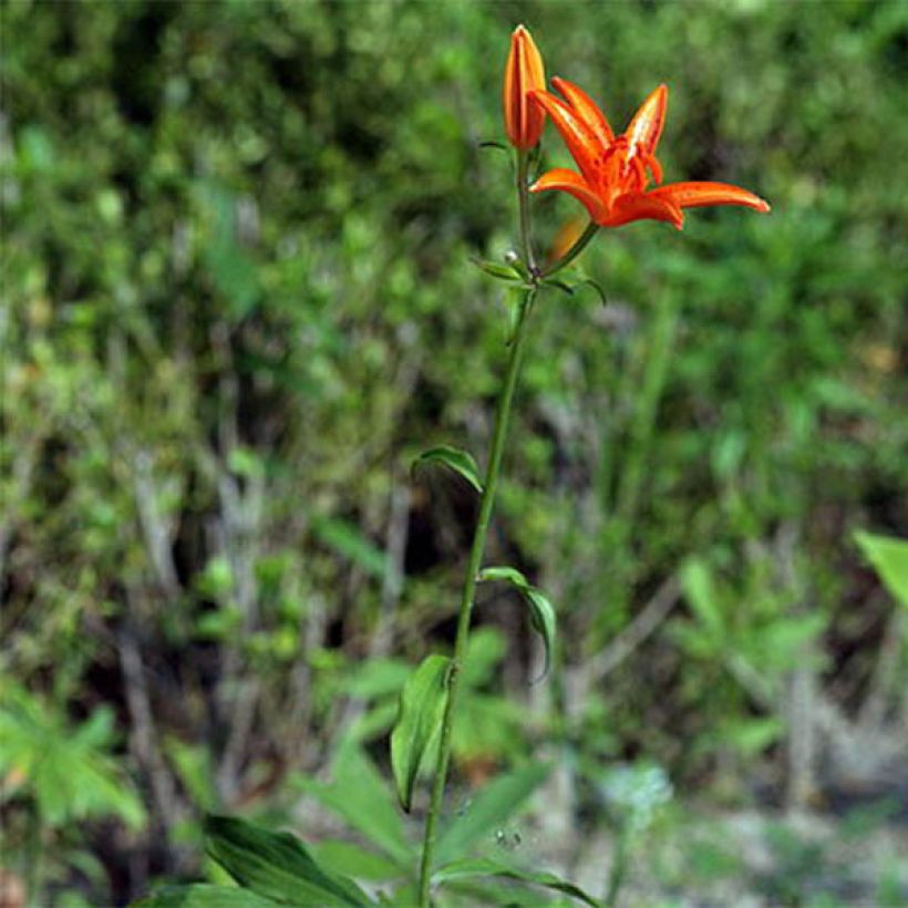 Lilium tsingtauense (Hábito)
