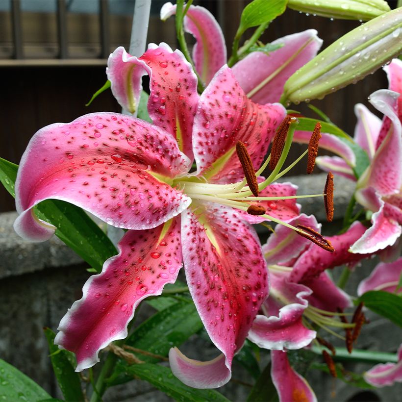 Lírio oriental Imperial Crimson NA (Floração)