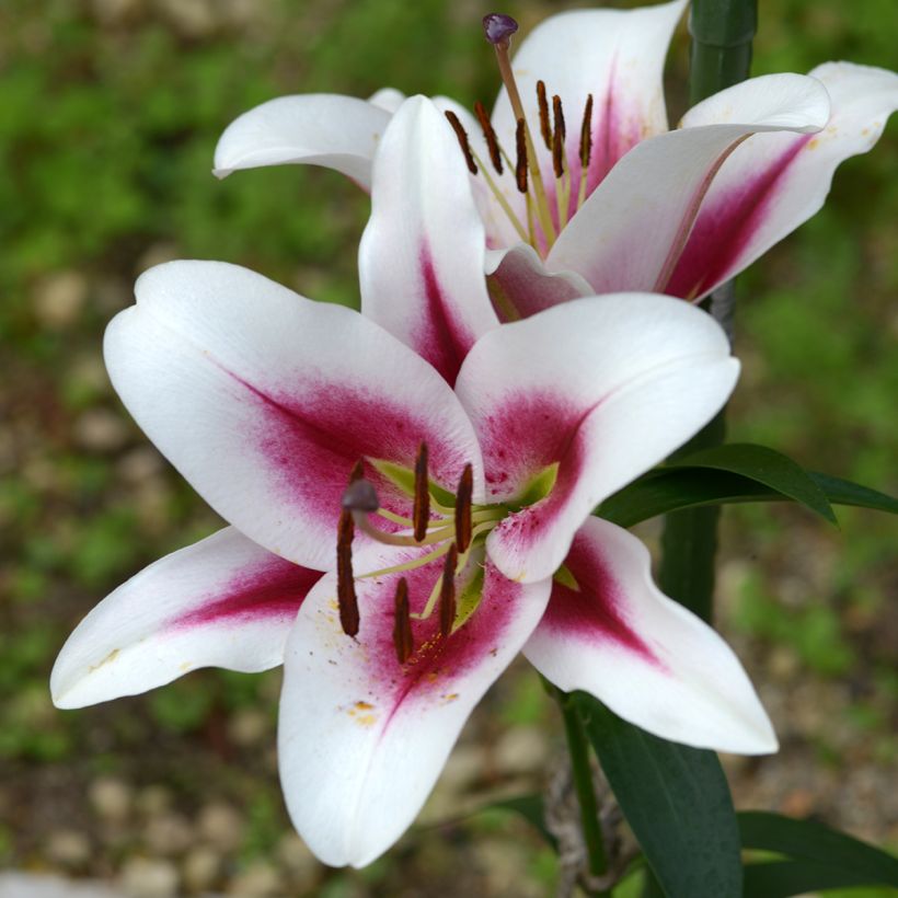 Lírio oriental Gaucho (Floração)