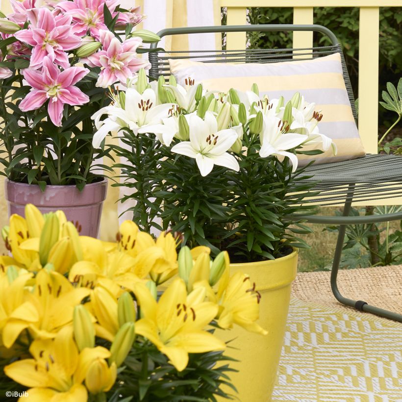 Lírio oriental Gwen (Hábito)