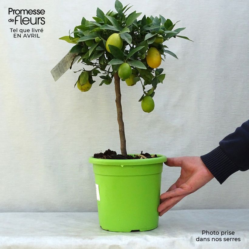 Amostra de Limequat - Citrus floridana Vaso de 4 L/5 L, 1/4 de haste tal como entregue na primavera