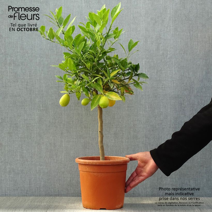 Amostra de Limequat - Citrus floridana Vaso de 4 L/5 L, 1/4 de haste tal como entregue no outono
