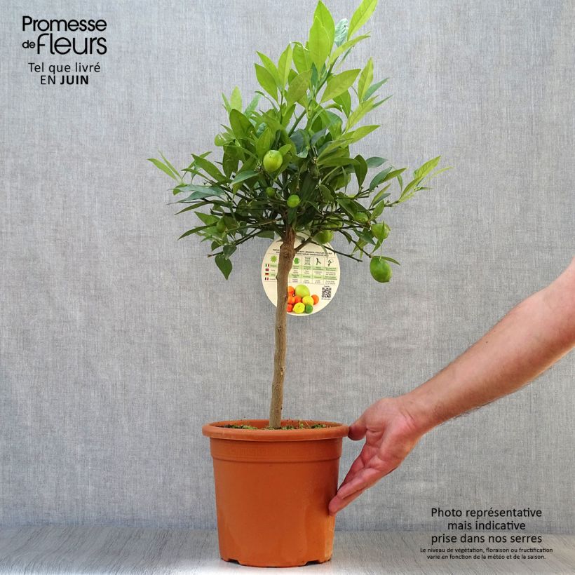 Amostra de Limequat - Citrus floridana Vaso de 4 L/5 L, 1/4 de haste tal como entregue no verão