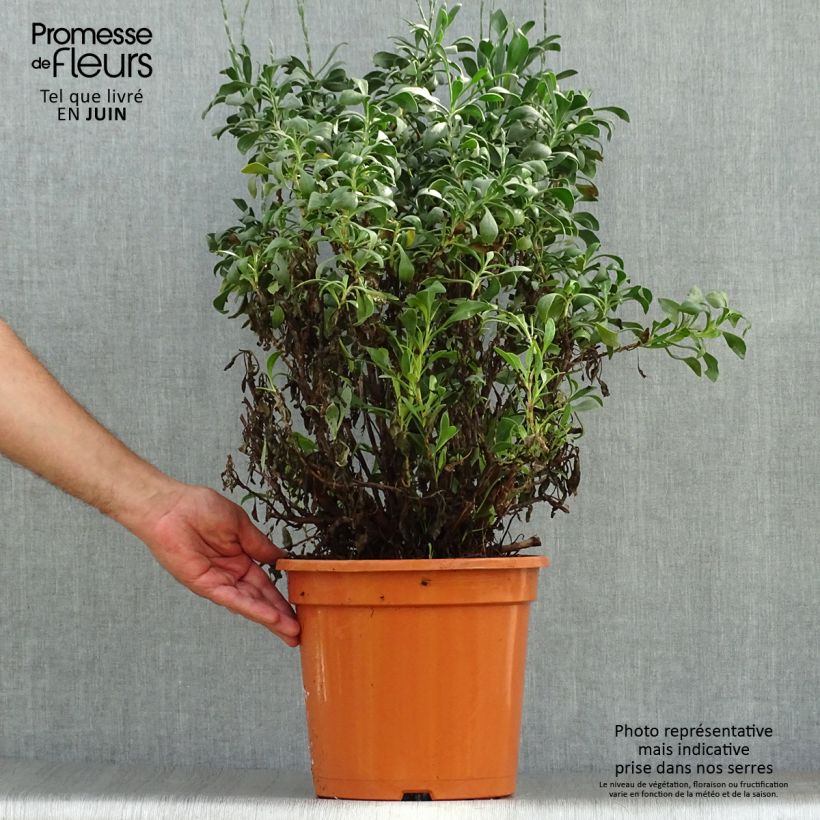 Amostra de Limoniastrum monopetalum Vaso de 7,5 L/10 L tal como entregue no verão