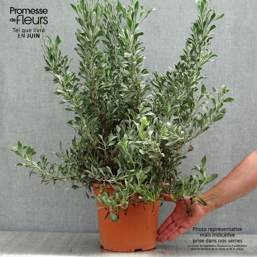 Amostra de Limoniastrum monopetalum Vaso de 7,5 L/10 L tal como entregue na primavera