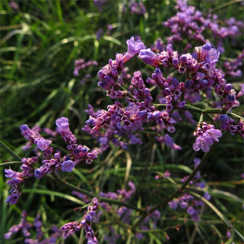 Limonium gmelinii subsp. hungaricum (Floração)