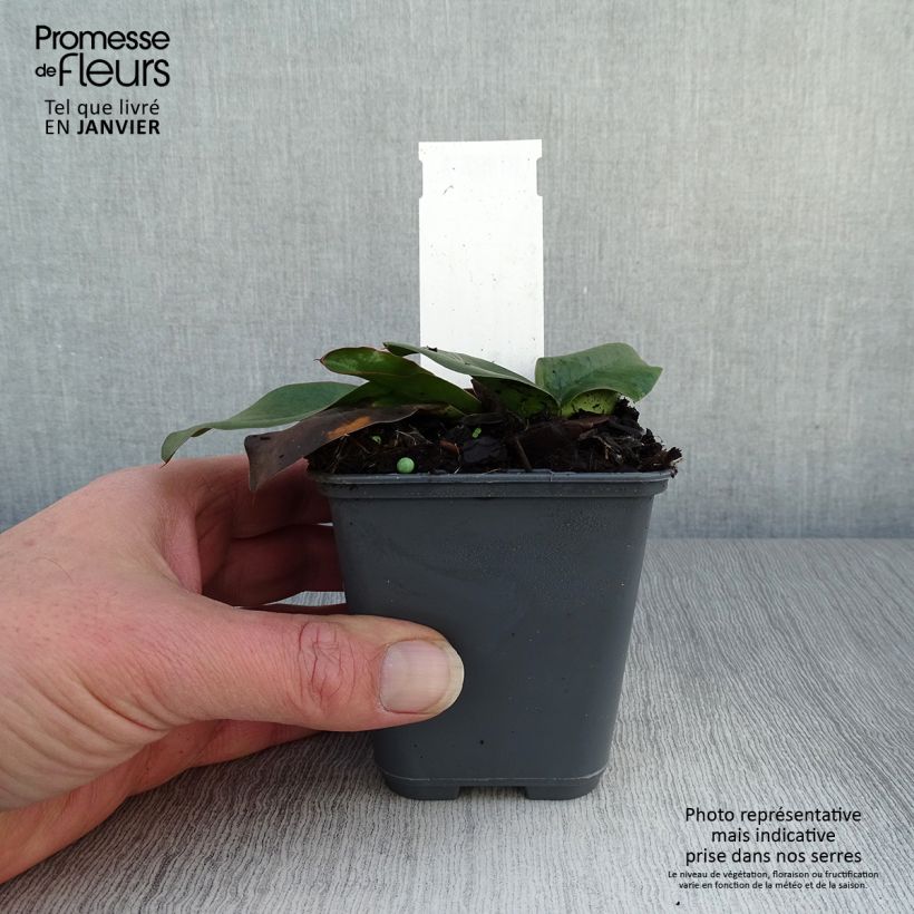 Amostra de Limonium gmelinii subsp. hungaricum Vaso de 8/9 cm tal como entregue no inverno