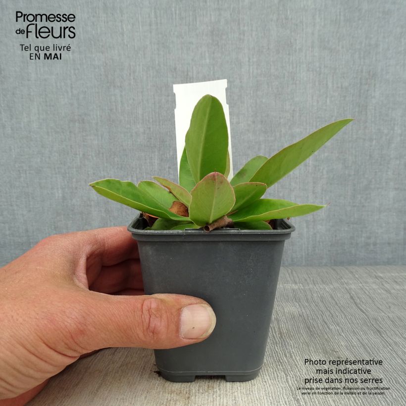 Amostra de Limonium gmelinii subsp. hungaricum Vaso de 8/9 cm tal como entregue na primavera