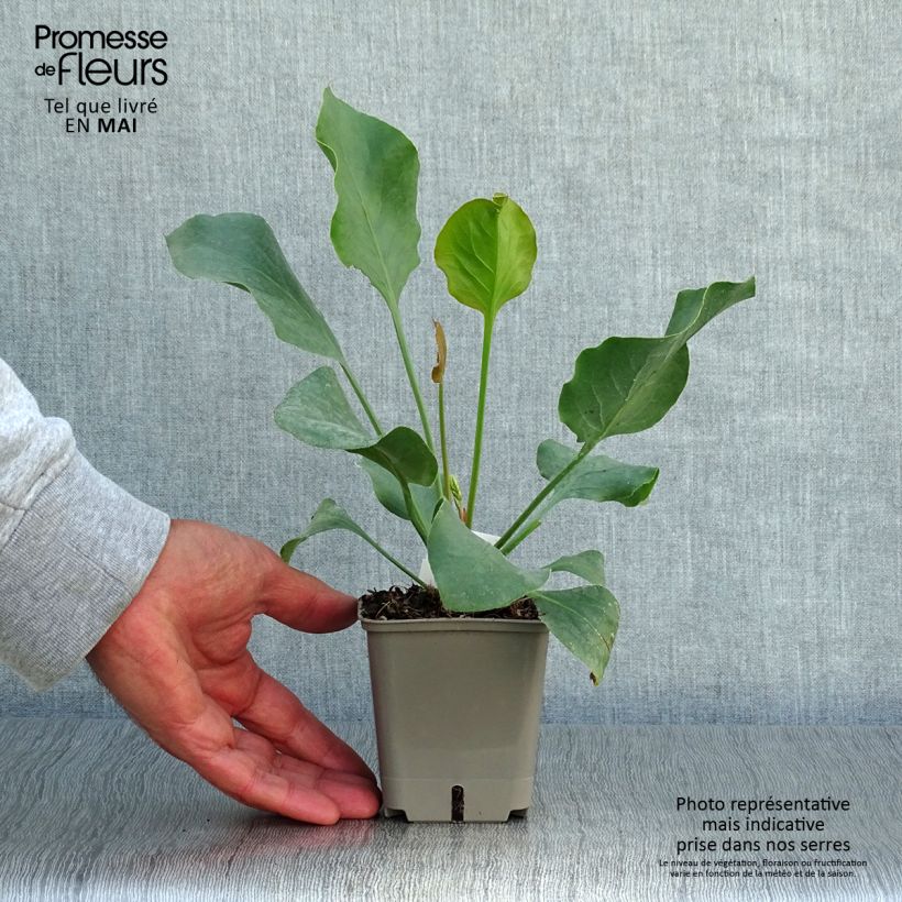 Amostra de Limonium perezii Vaso de 8/9 cm tal como entregue na primavera
