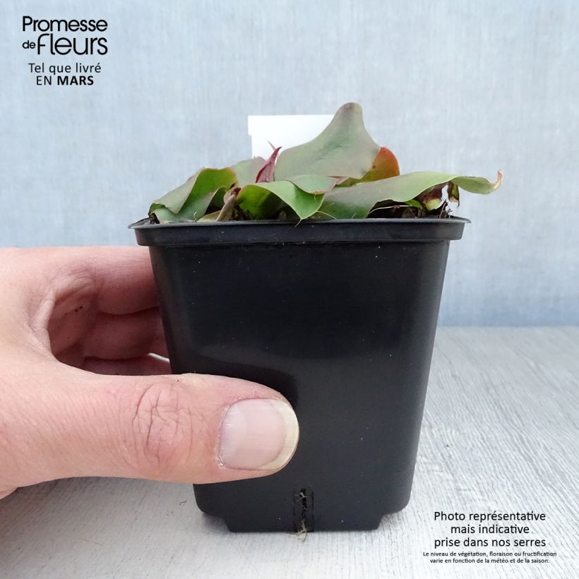 Amostra de Limonium platyphyllum Vaso de 8/9 cm tal como entregue na primavera