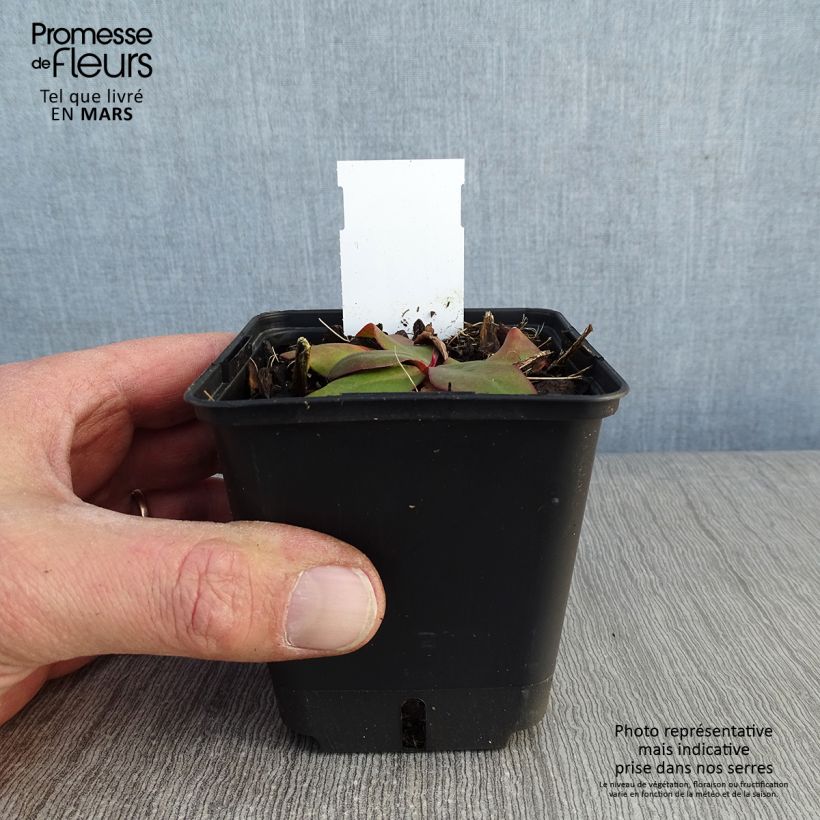 Amostra de Limonium platyphyllum Vaso de 8/9 cm tal como entregue no inverno