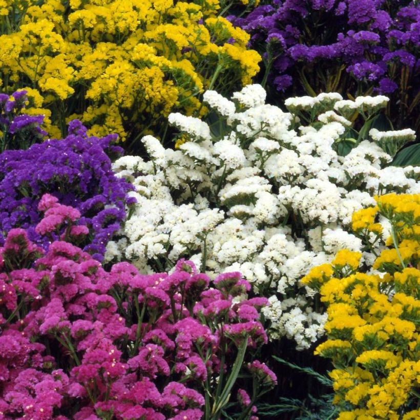 Limonium sinuatum Forever Mix (Floração)