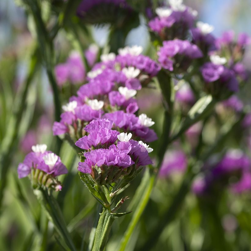 Limonium sinuatum Forever Rose em sementes (Floração)