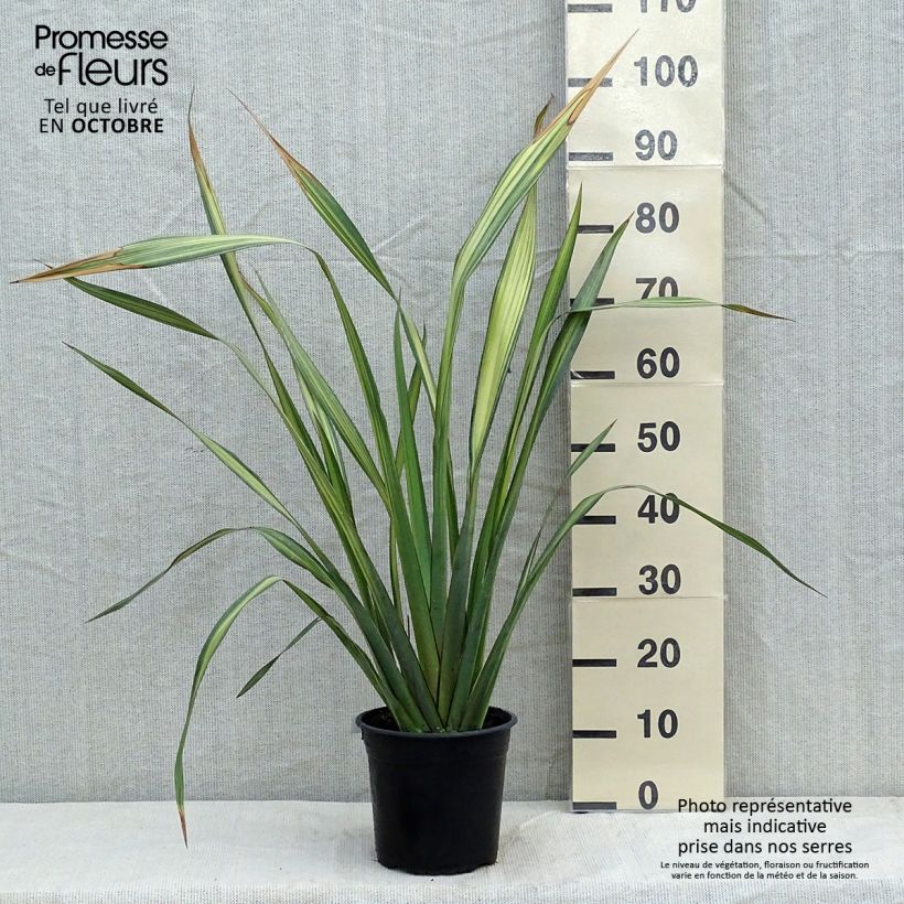 Amostra de Phormium tenax Apricot Queen Vaso de 3 L/4 L tal como entregue no outono