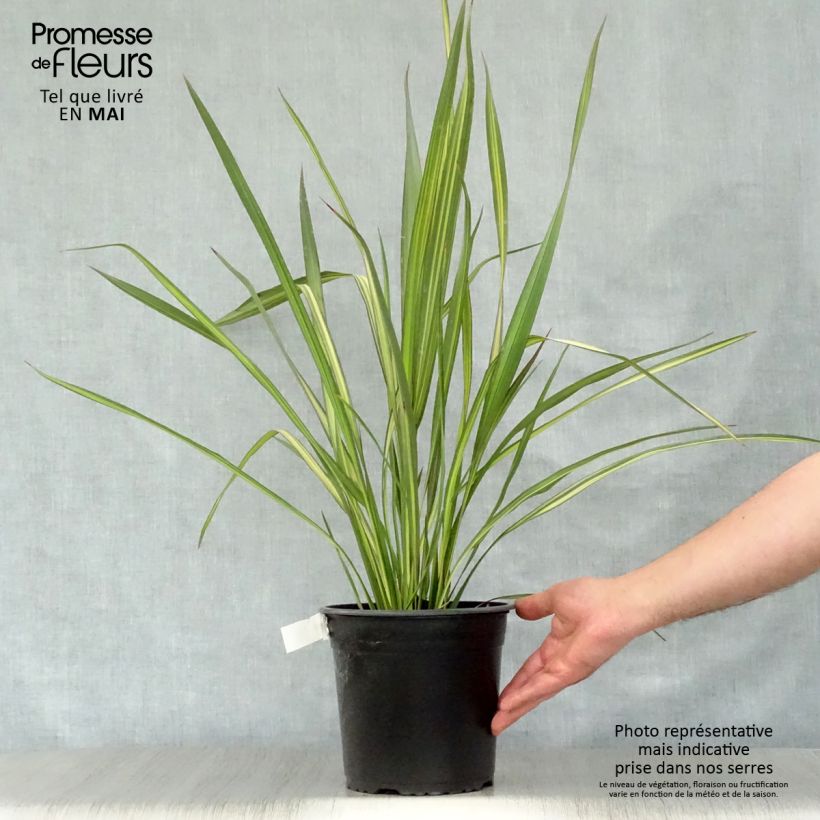 Amostra de Phormium tenax Apricot Queen Vaso de 3 L/4 L tal como entregue na primavera