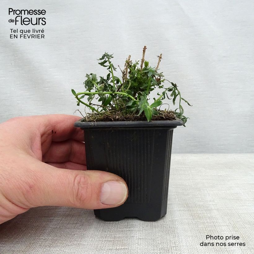 Amostra de Linaria purpurea Peachy Vaso de 8/9 cm tal como entregue no inverno