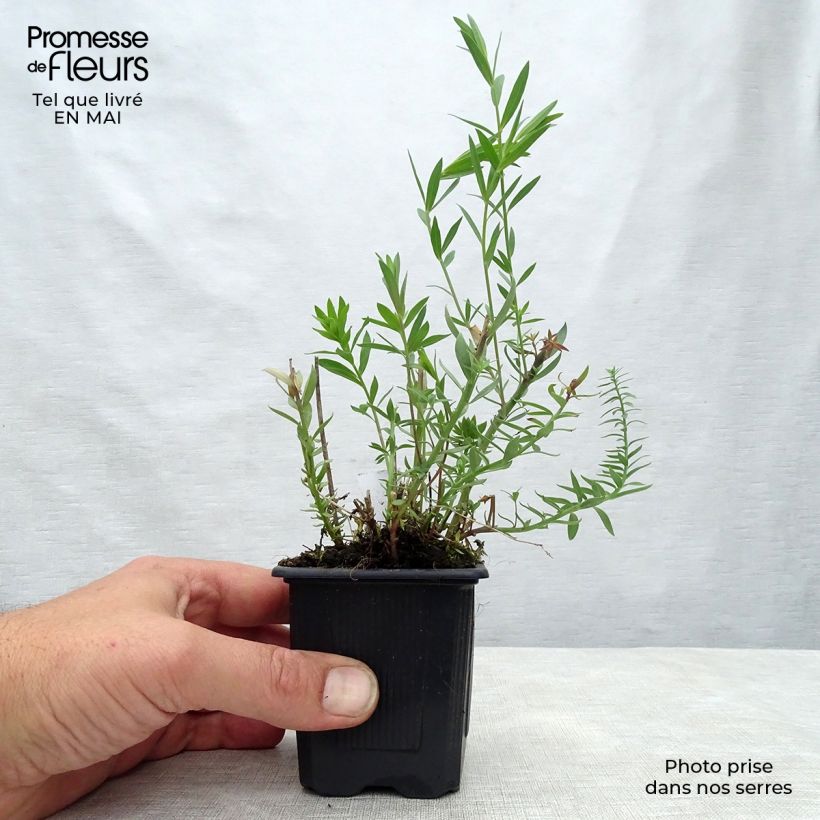 Amostra de Linaria purpurea Peachy Vaso de 8/9 cm tal como entregue na primavera