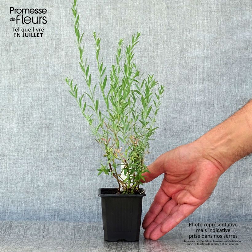 Amostra de Linaria purpurea Peachy Vaso de 8/9 cm tal como entregue no verão
