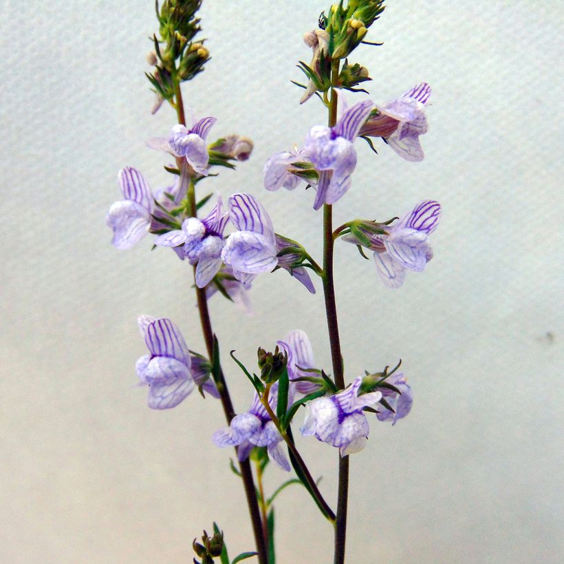 Linaria anticaria Antique Silver (Floração)