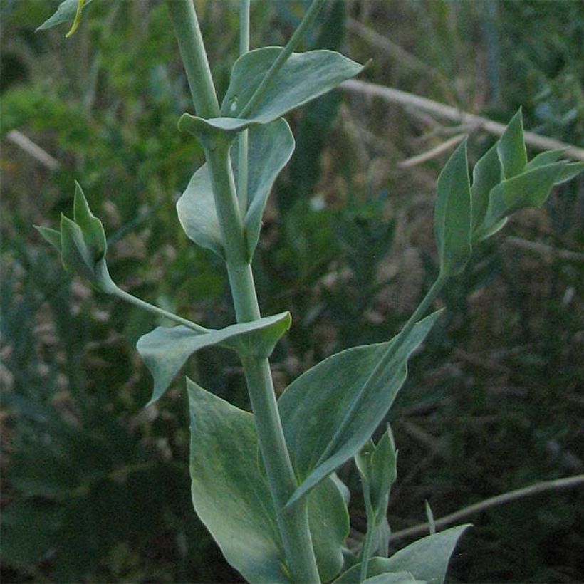 Linaria dalmatica (Folhagem)