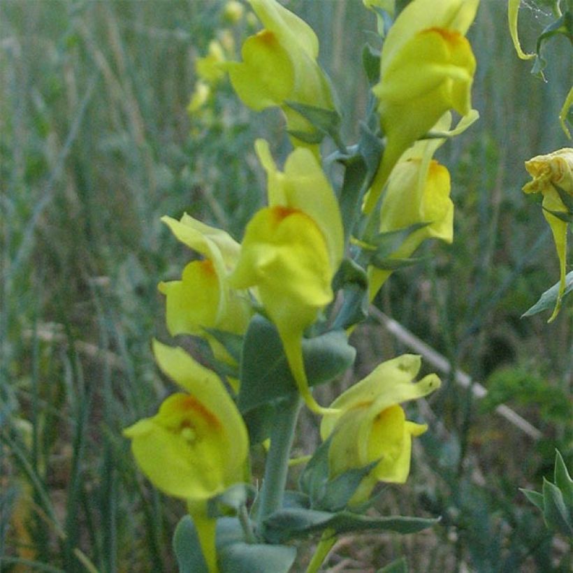 Linaria dalmatica (Floração)