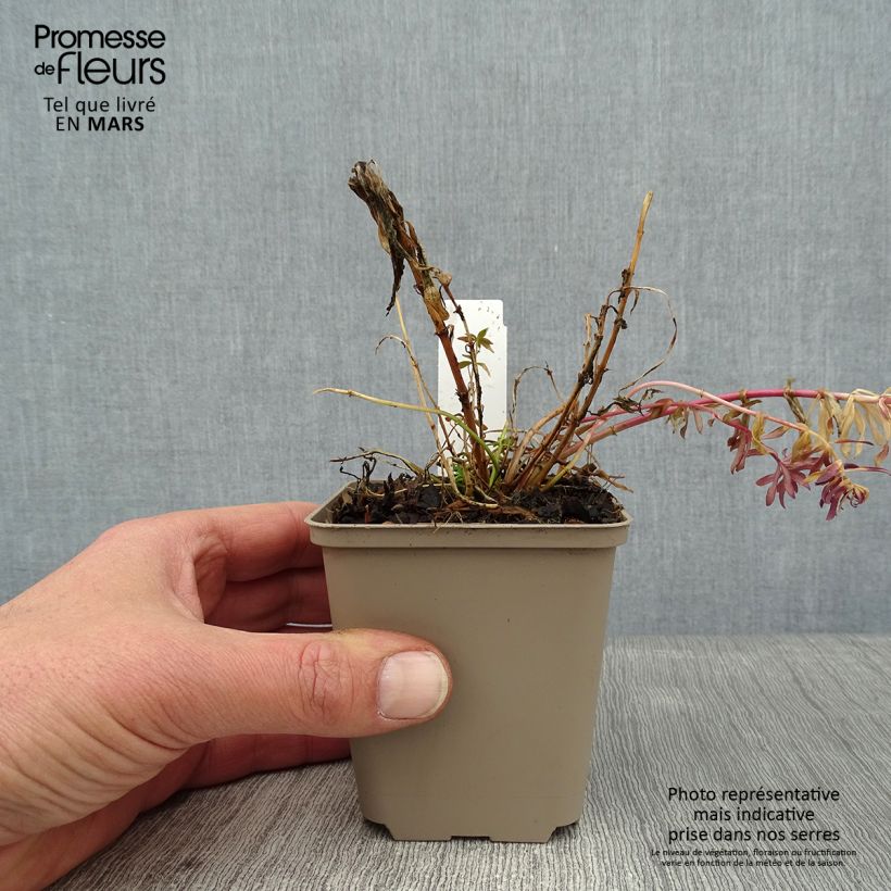 Amostra de Linaria purpurea Canon J. Went Vaso de 8/9 cm tal como entregue no inverno