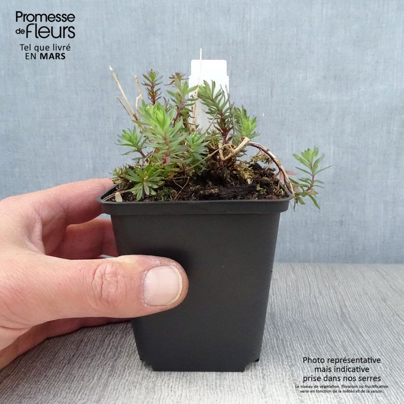 Amostra de Linaria purpurea Canon J. Went Vaso de 8/9 cm tal como entregue na primavera