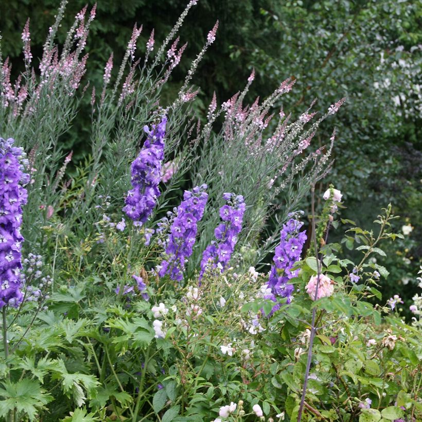 Linaria purpurea Canon J. Went (Hábito)