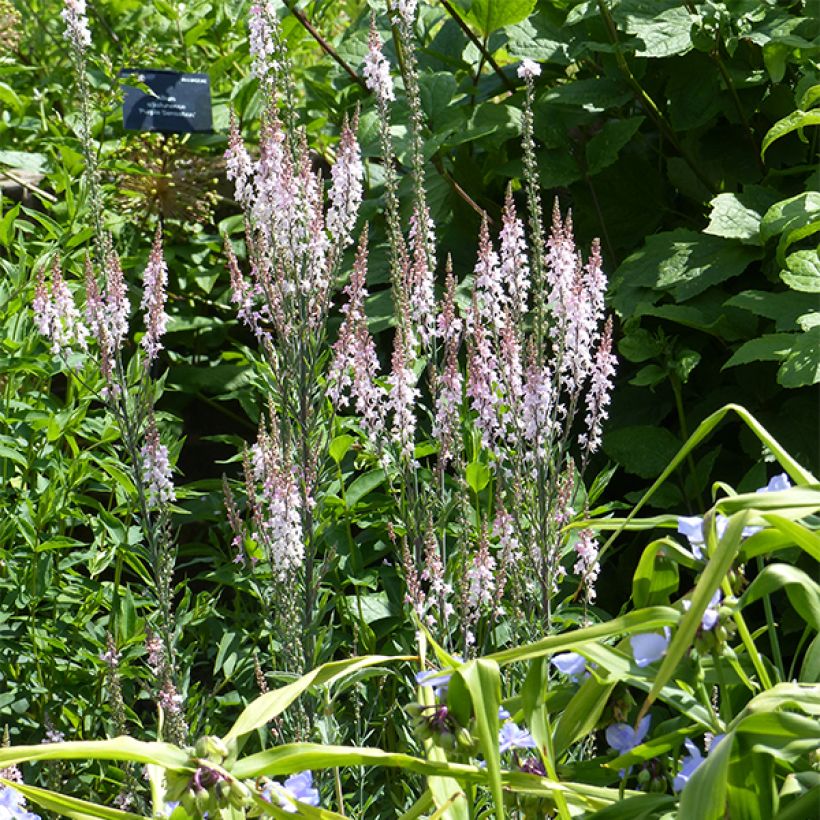 Linaria purpurea Canon J. Went (Hábito)