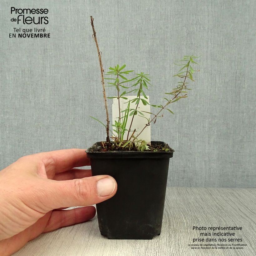 Amostra de Linaria purpurea Vaso de 8/9 cm tal como entregue no outono