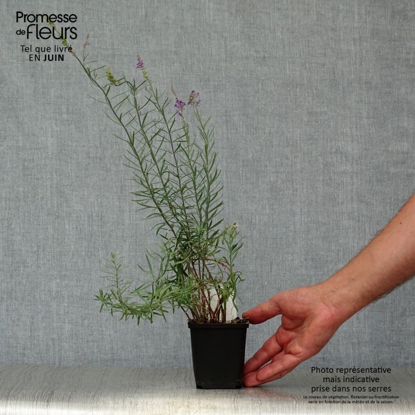 Amostra de Linaria purpurea Vaso de 8/9 cm tal como entregue no verão