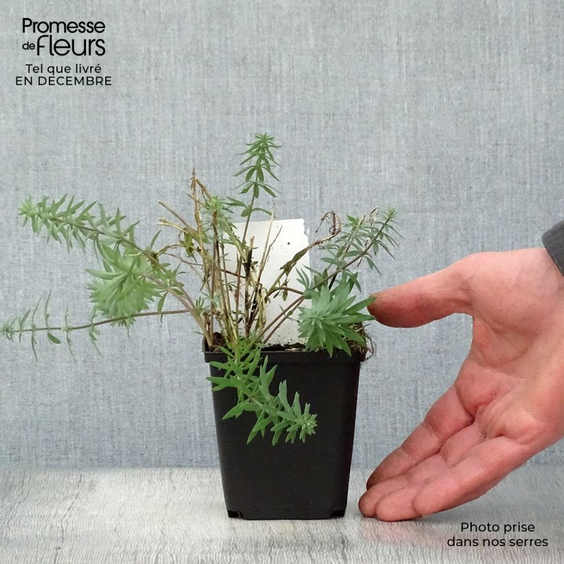 Amostra de Linaria purpurea Vaso de 8/9 cm tal como entregue no inverno