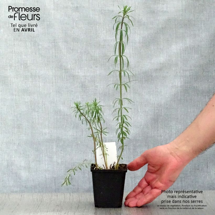 Amostra de Linaria purpurea Vaso de 8/9 cm tal como entregue na primavera