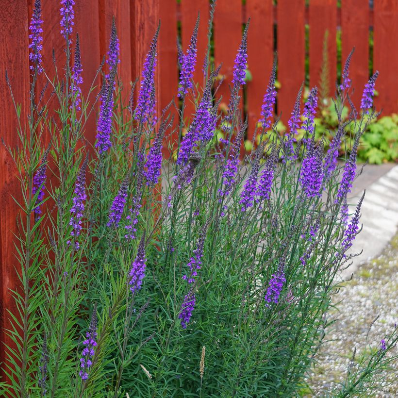Linaria purpurea (Hábito)