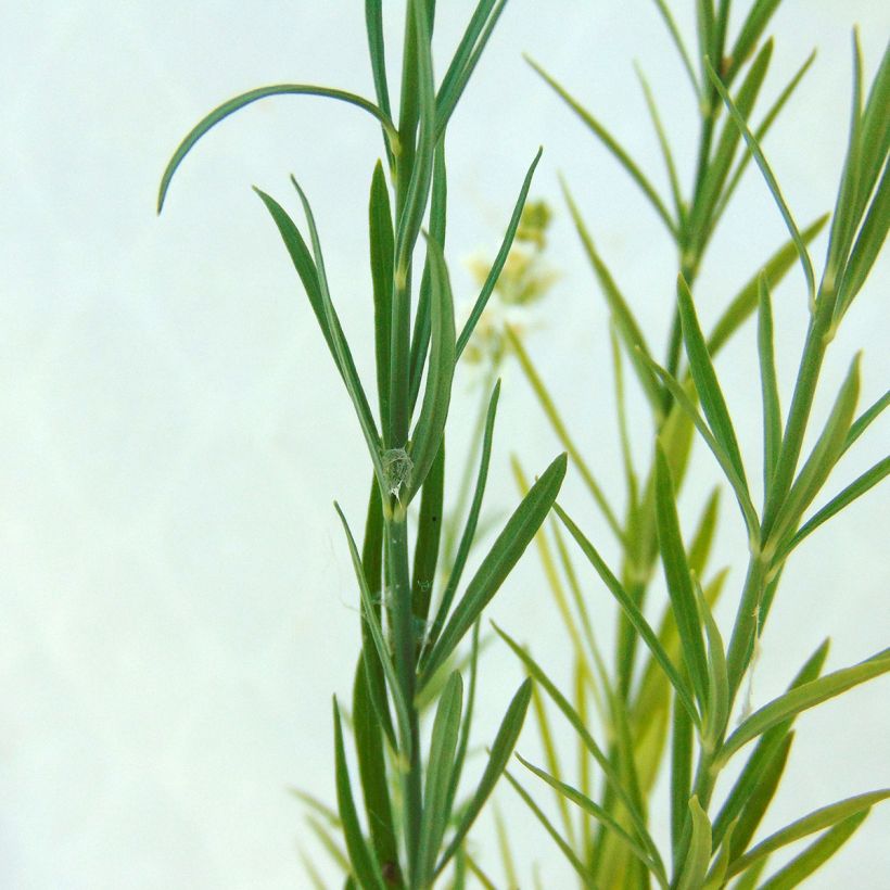 Linaria purpurea Alba (Folhagem)