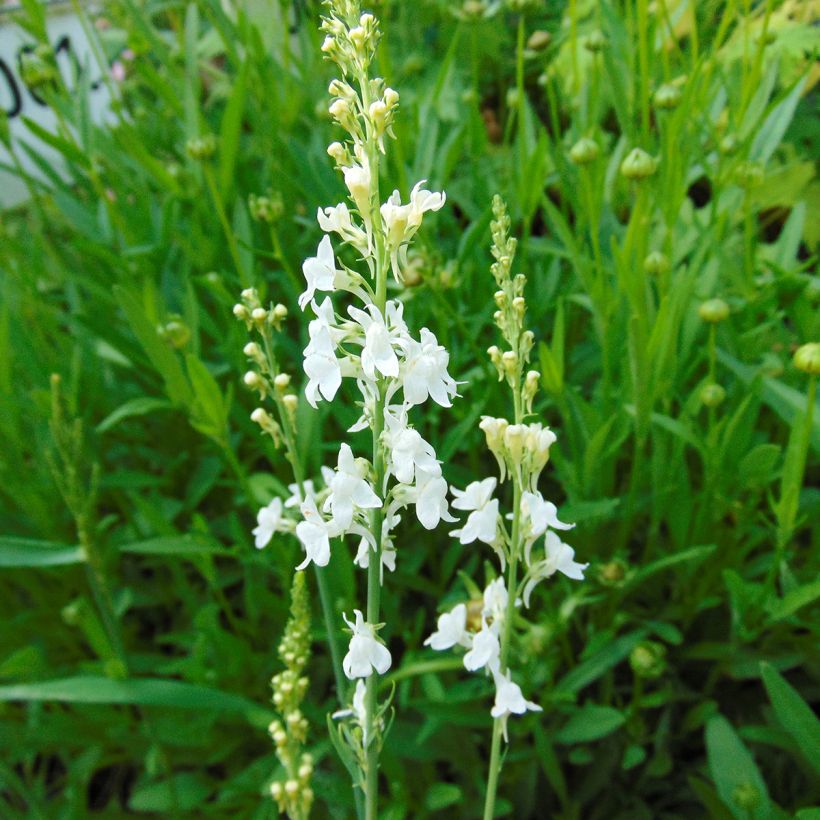 Linaria purpurea Alba (Floração)